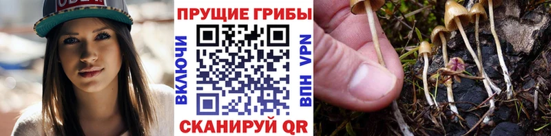 наркошоп  Лукоянов  Галлюциногенные грибы Cubensis 